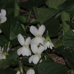 Viola odorata at Bonython, ACT - 22 Aug 2015