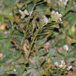 Capsella bursa-pastoris at Bonython, ACT - 22 Aug 2015