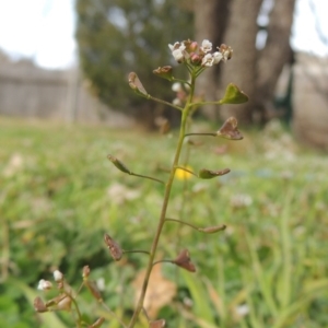 Capsella bursa-pastoris at Conder, ACT - 21 Aug 2015