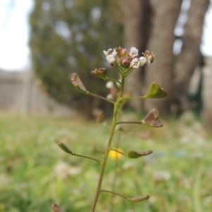 Capsella bursa-pastoris at Conder, ACT - 21 Aug 2015