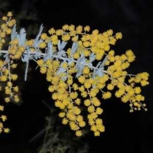 Acacia baileyana at Bonython, ACT - 22 Aug 2015