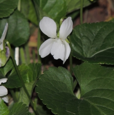 Viola odorata (Sweet Violet, Common Violet) at Stranger Pond - 22 Aug 2015 by michaelb