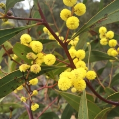 Acacia pycnantha (Golden Wattle) at Majura, ACT - 23 Aug 2015 by AaronClausen