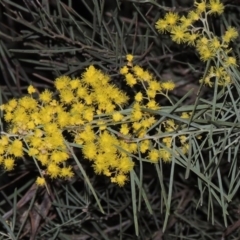 Acacia boormanii (Snowy River Wattle) at Bonython, ACT - 22 Aug 2015 by michaelb