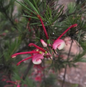 Grevillea rosmarinifolia subsp. rosmarinifolia at Campbell, ACT - 23 Aug 2015 03:36 PM