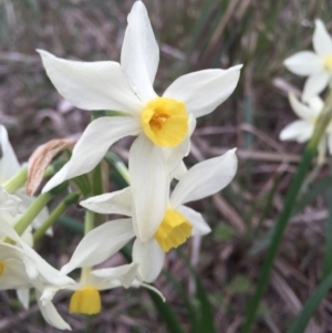 Narcissus tazetta at Ainslie, ACT - 23 Aug 2015