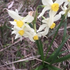 Narcissus tazetta at Ainslie, ACT - 23 Aug 2015