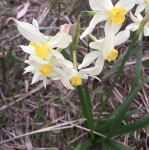 Narcissus tazetta at Ainslie, ACT - 23 Aug 2015