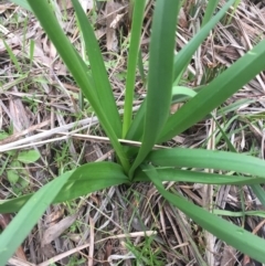 Narcissus tazetta at Ainslie, ACT - 23 Aug 2015