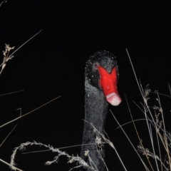 Cygnus atratus (Black Swan) at Stranger Pond - 22 Aug 2015 by michaelb