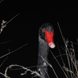 Cygnus atratus at Bonython, ACT - 22 Aug 2015