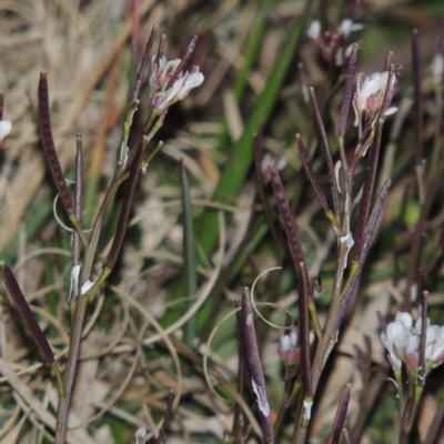 Cardamine sp. (Bittercress) at Stranger Pond - 22 Aug 2015 by michaelb