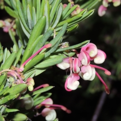 Grevillea rosmarinifolia/lanigera intergrade at Bonython, ACT - 22 Aug 2015 by michaelb