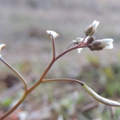 Erophila verna (Whitlow Grass) at Point Hut to Tharwa - 16 Aug 2015 by MichaelBedingfield