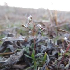 Erophila verna at Paddys River, ACT - 16 Aug 2015 06:57 PM