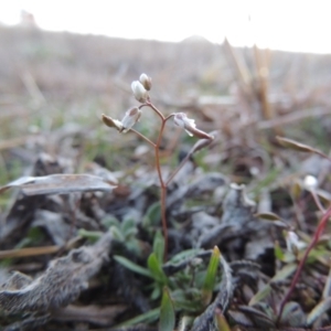 Erophila verna at Paddys River, ACT - 16 Aug 2015 06:57 PM