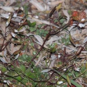 Erophila verna at Paddys River, ACT - 16 Aug 2015 06:57 PM