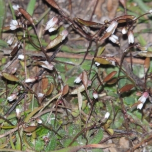 Erophila verna at Paddys River, ACT - 16 Aug 2015 06:57 PM