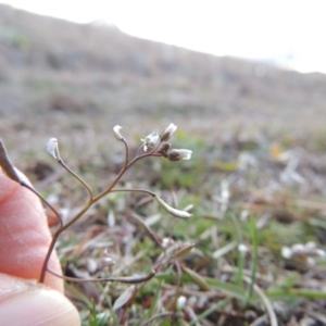 Erophila verna at Paddys River, ACT - 16 Aug 2015 06:57 PM