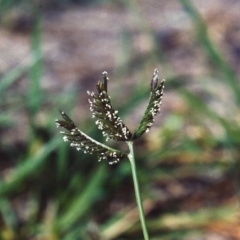 Eleusine tristachya (Goose Grass, Crab Grass, American Crows-Foot Grass) at Conder, ACT - 13 Feb 2007 by michaelb