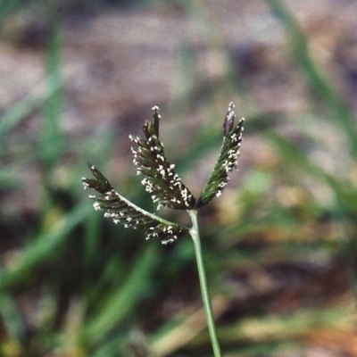 Eleusine tristachya (Goose Grass, Crab Grass, American Crows-Foot Grass) at Conder, ACT - 13 Feb 2007 by michaelb