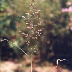 Eragrostis cilianensis (Stinkgrass) at Conder, ACT - 16 Jan 2009 by michaelb