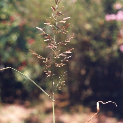 Eragrostis cilianensis (Stinkgrass) at Conder, ACT - 16 Jan 2009 by michaelb