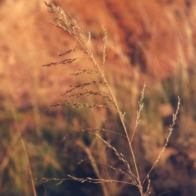 Eragrostis curvula (African Lovegrass) at Banks, ACT - 25 Jan 2010 by MichaelBedingfield