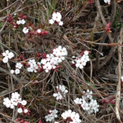 Leucopogon sp. (A Beard-heath) at Nicholls, ACT - 23 Aug 2015 by gavinlongmuir