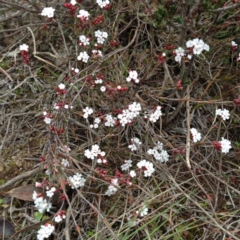 Leucopogon sp. at Nicholls, ACT - 23 Aug 2015