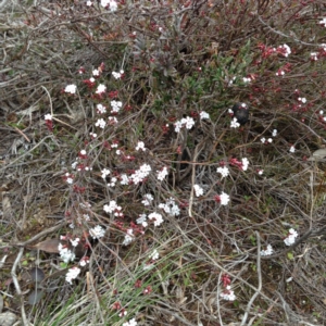 Leucopogon sp. at Nicholls, ACT - 23 Aug 2015