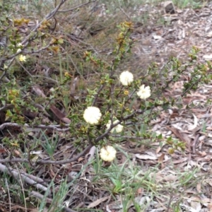 Acacia gunnii at Nicholls, ACT - 23 Aug 2015