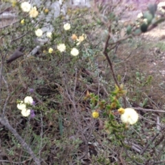 Acacia gunnii at Nicholls, ACT - 23 Aug 2015