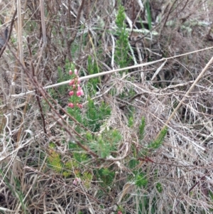 Erica lusitanica at Nicholls, ACT - 23 Aug 2015