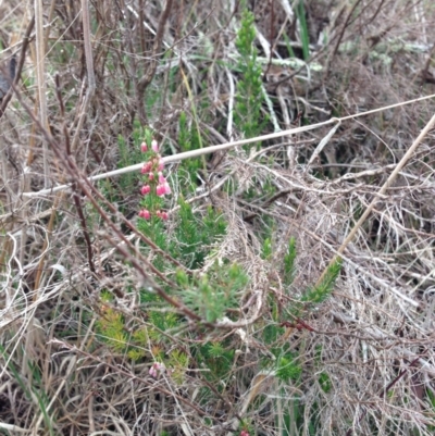 Erica lusitanica (Spanish Heath ) at Nicholls, ACT - 23 Aug 2015 by gavinlongmuir