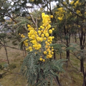 Acacia dealbata at Crace, ACT - 23 Aug 2015 03:43 PM