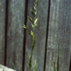 Festuca arundinacea at Conder, ACT - 12 Mar 2007