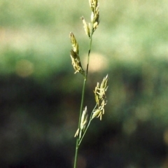 Festuca arundinacea at Conder, ACT - 12 Mar 2007