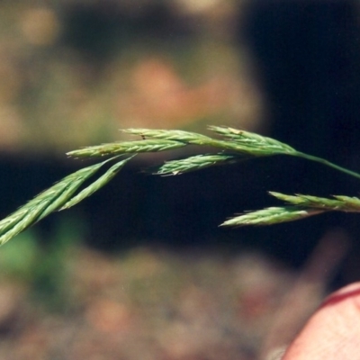 Festuca rubra (Red Fescue) at Conder, ACT - 11 Dec 2009 by michaelb