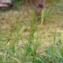 Hordeum leporinum (Barley Grass) at Conder, ACT - 16 Oct 2005 by MichaelBedingfield