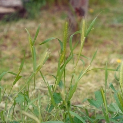 Hordeum leporinum (Barley Grass) at Conder, ACT - 15 Oct 2005 by michaelb