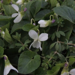 Viola odorata at Bonython, ACT - 26 Aug 2015 06:47 PM