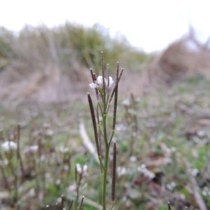 Cardamine sp. at Bonython, ACT - 26 Aug 2015