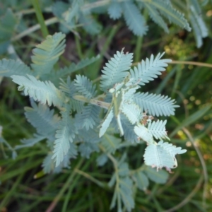 Acacia baileyana at Bruce, ACT - 14 Aug 2015 11:55 AM