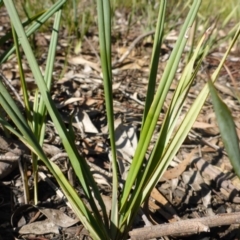 Dianella revoluta var. revoluta (Black-Anther Flax Lily) at Bruce, ACT - 14 Aug 2015 by JanetRussell