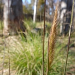 Dichelachne sp. (Plume Grasses) at Bruce, ACT - 14 Aug 2015 by JanetRussell