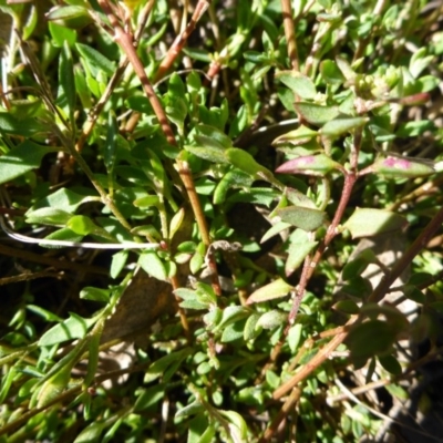 Einadia nutans (Climbing Saltbush) at Bruce, ACT - 14 Aug 2015 by JanetRussell