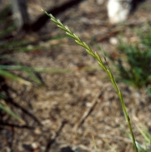 Lolium perenne at Conder, ACT - 12 Mar 2007