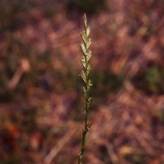 Lolium perenne (Perennial Ryegrass) at Lake Tuggeranong - 21 Mar 2007 by MichaelBedingfield