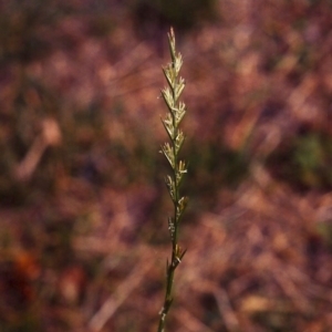 Lolium perenne at Greenway, ACT - 21 Mar 2007